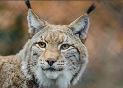 Gail Gernat Profile Image