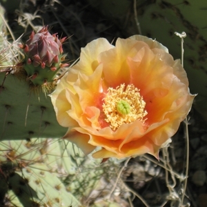 Kyra Halland Profile Image